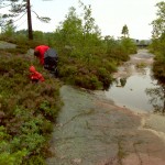 Kåre og Ellen plukker blåbær