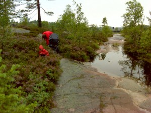 Kåre og Ellen plukker blåbær