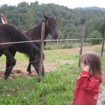 Et par venlige heste