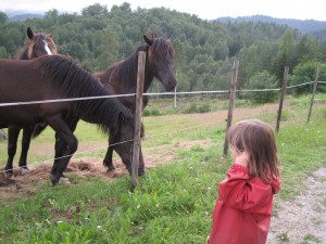 Et par venlige heste