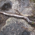 Myrerne fandt en sti udenom vandet