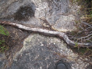 Myrerne fandt en sti udenom vandet