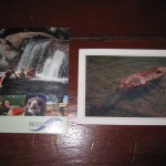 De udvalgte postkort