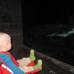 Karen kigger på hajer - det ses tydeligt at den lige har spist