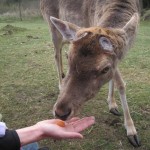 Dådyrhannen spiser gulerødder