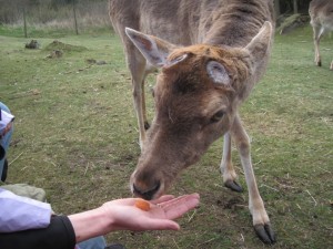 Dådyrhannen spiser gulerødder