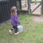 På vej ind for at fodre høns