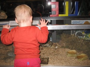 Et sidste kig til Skalle og Skipper