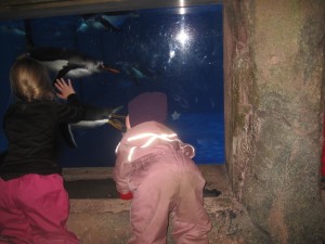 Karen kigger på pingviner