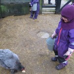 Hønsene skulle også have lidt