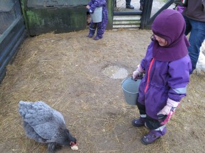 Hønsene skulle også have lidt