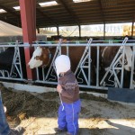 Til køernes forårsfest