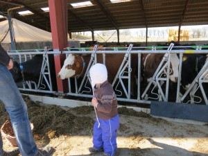 Til køernes forårsfest