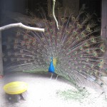 Påfuglen viser sig frem