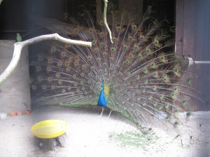 Påfuglen viser sig frem