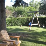 Whitetailed Jackrabbit - de bor i haven