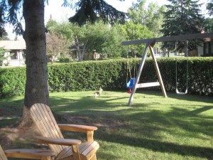 Whitetailed Jackrabbit - de bor i haven