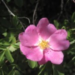 Alberta Rose - provinsens nationalblomst