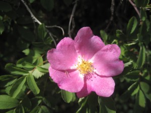 Alberta Rose - provinsens nationalblomst