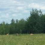 Tre dyr - muligvis whitetails