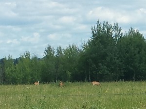 Tre dyr - muligvis whitetails