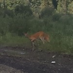 En mere med sin kalv