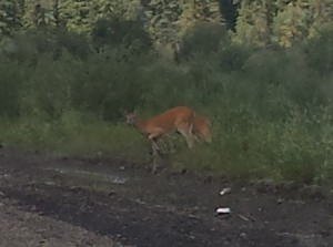 En mere med sin kalv