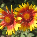 Flotte blomster i haven