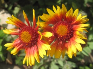 Flotte blomster i haven