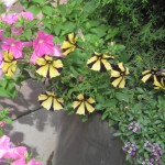 Har aldrig set petuniaer med gule og sorte striber