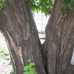 Træ holdt sammen af bolte