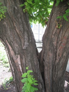 Træ holdt sammen af bolte