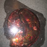 Ammolitten - virkelig smuk!