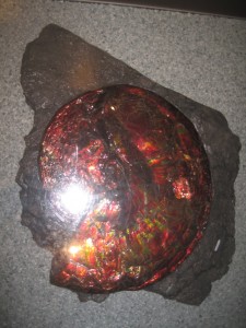 Ammolitten - virkelig smuk!