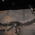 Black Beauty - en af de 20 komplette T. Rex-fossiler fundet - dette er den mindste