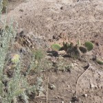 Prickly pear - vores første vilde kaktus