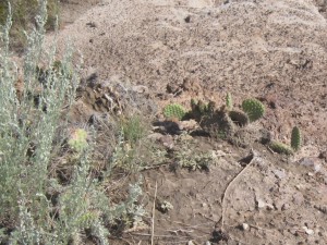 Prickly pear - vores første vilde kaktus