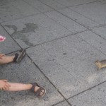 Richardson's groundsquirrel - meget nysgerrig