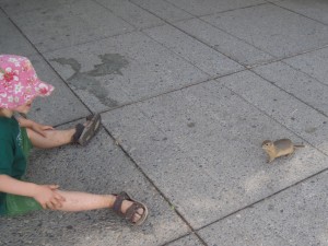 Richardson's groundsquirrel - meget nysgerrig