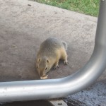 Nogen havde spildt noget