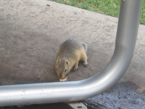 Nogen havde spildt noget