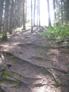 Rødderne har lavet trapper