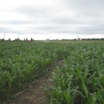 Den lille majslabyrint