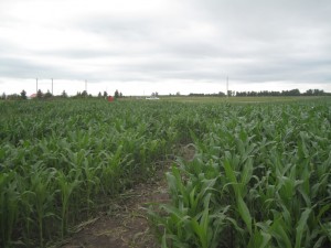 Den lille majslabyrint