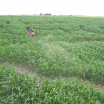 Udsigt fra en af broerne