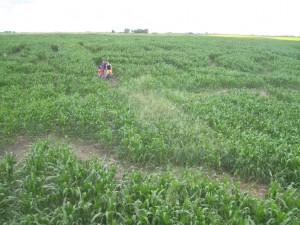 Udsigt fra en af broerne