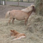 Et par af indbyggerne