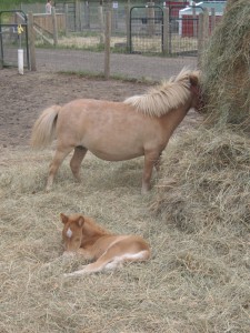 Et par af indbyggerne