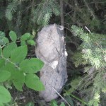 Vi så dem desværre ikke