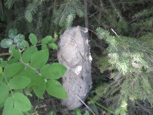 Vi så dem desværre ikke